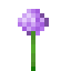 Allium image