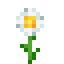 Oxeye Daisy image