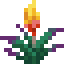 Torchflower image